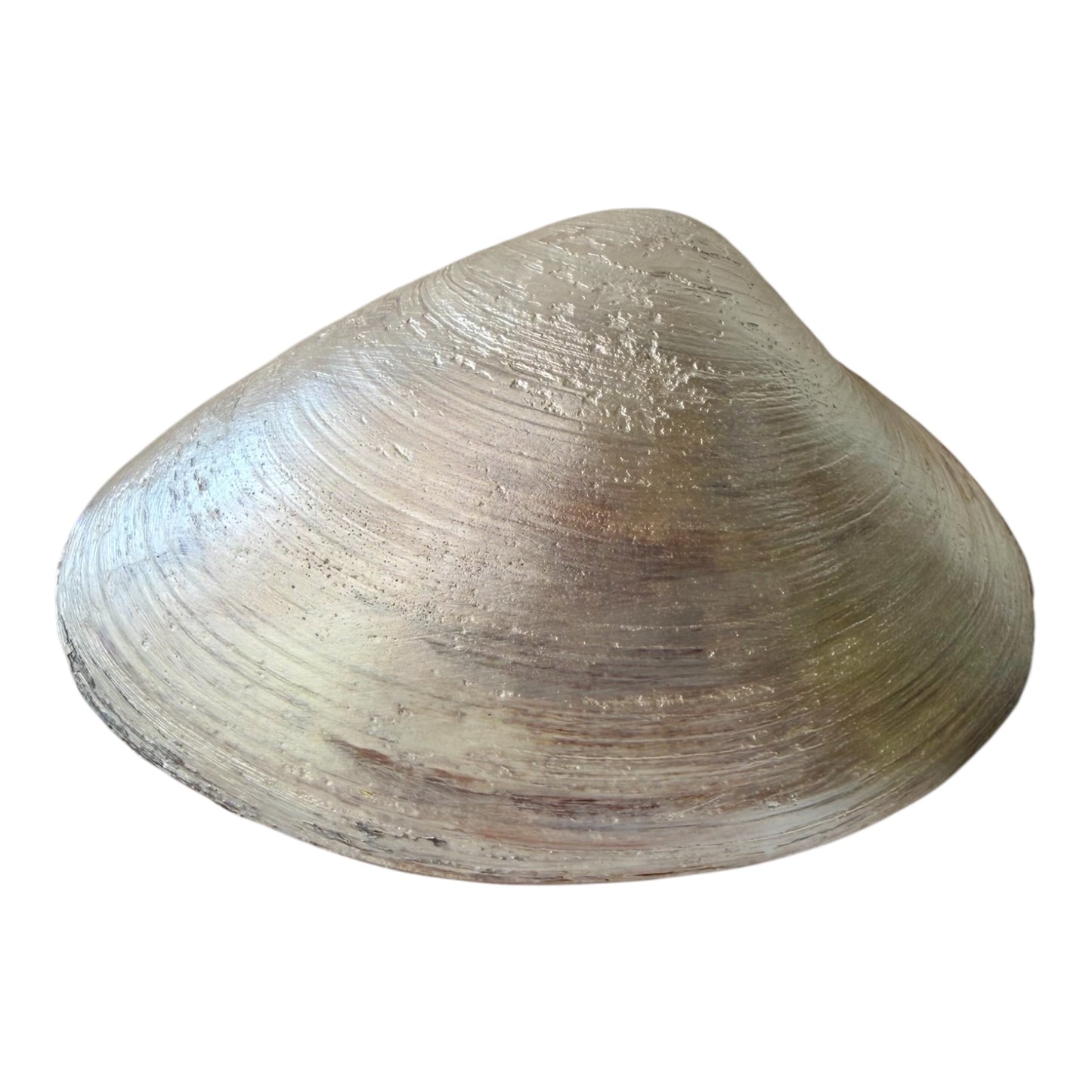 Natural Clam Shell Trinket Dish, Coastal Home Decor - Golden Rose