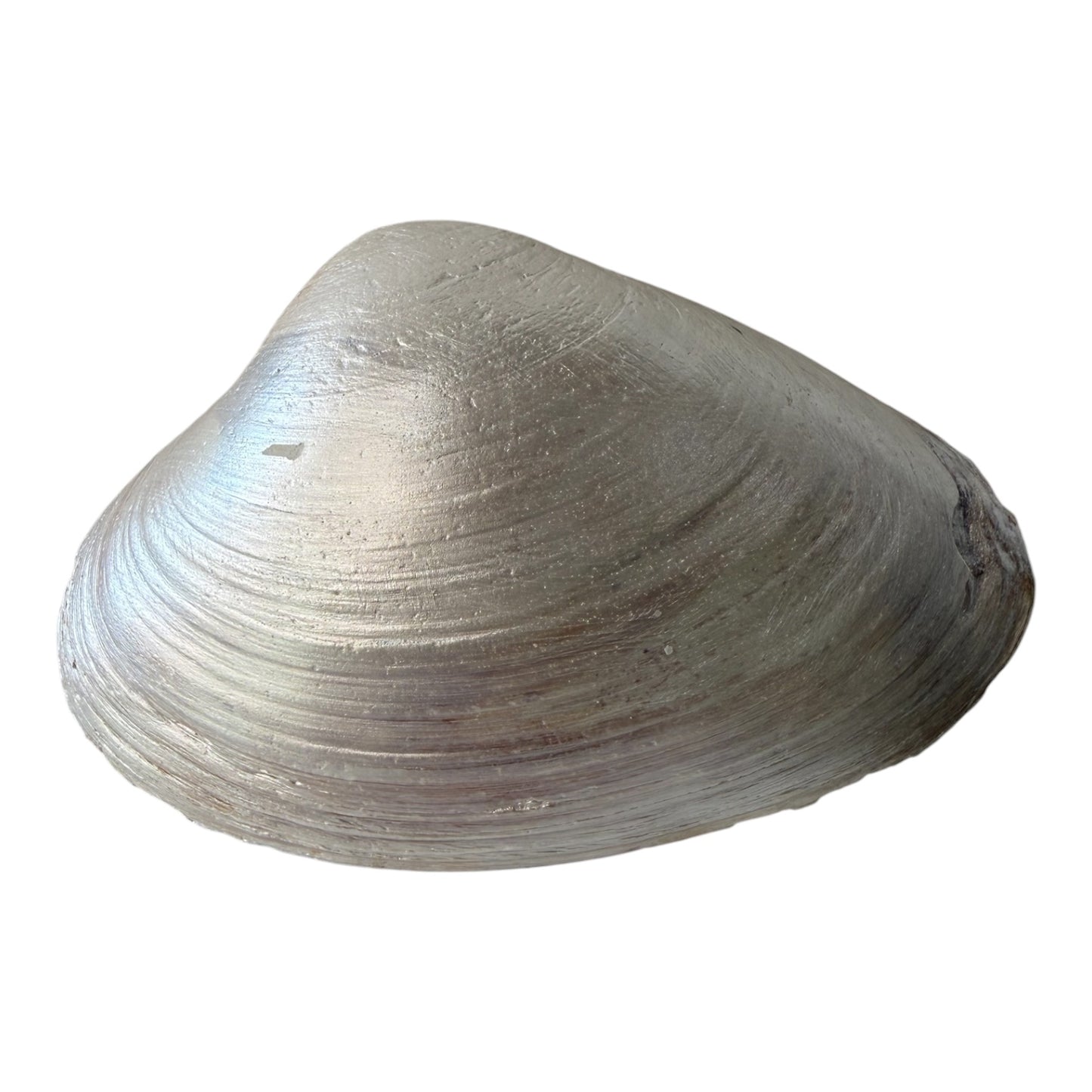 Natural Clam Shell Trinket Dish, Coastal Home Decor - Indigo Garden