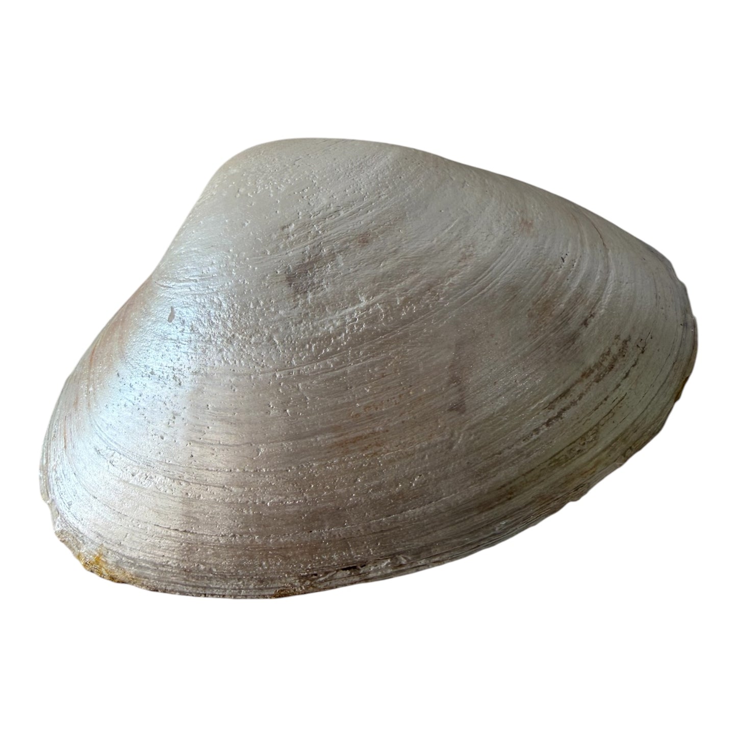 Natural Clam Shell Trinket Dish, Coastal Home Decor - Coral & Conch