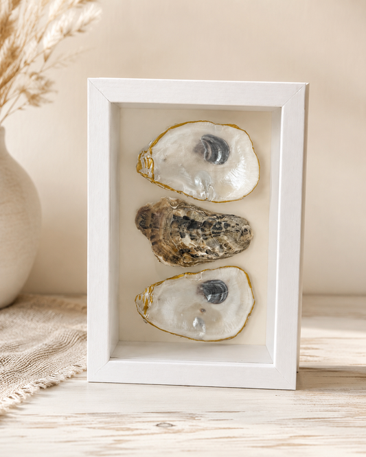 Pearl & Gold Oyster Shell Shadowbox