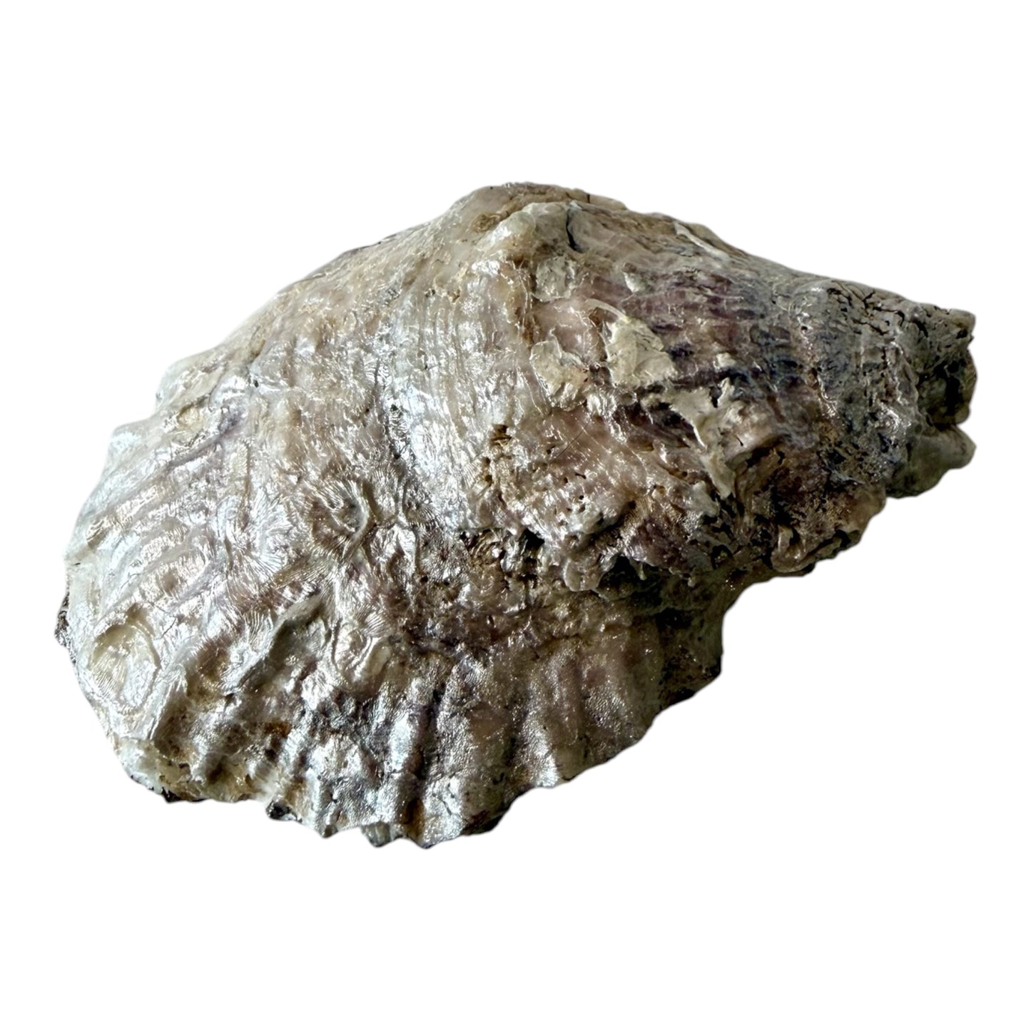 Natural Shell Trinket Dish, Coastal Home Decor - Peony Blush