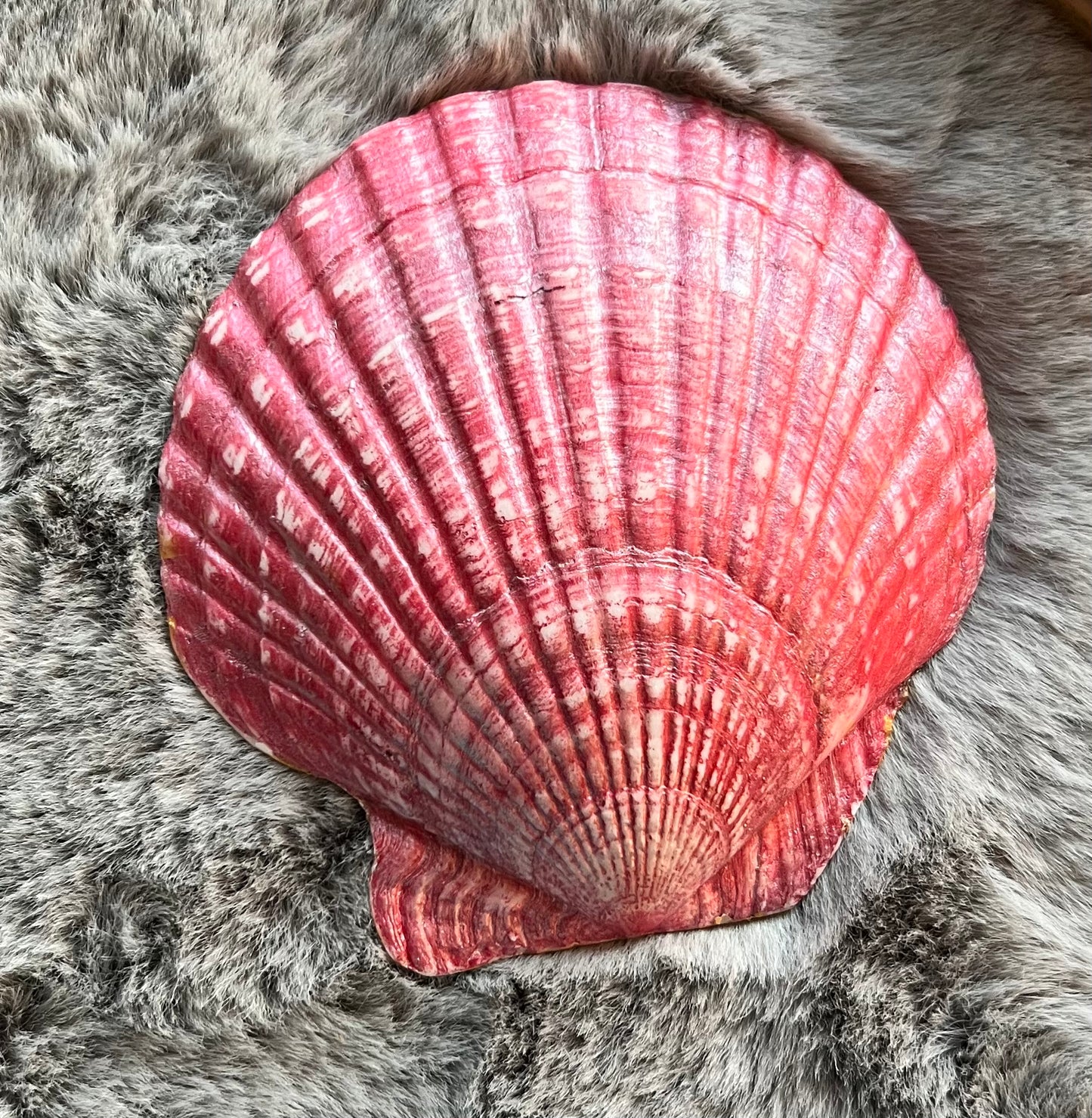 Shell Trinket Dish