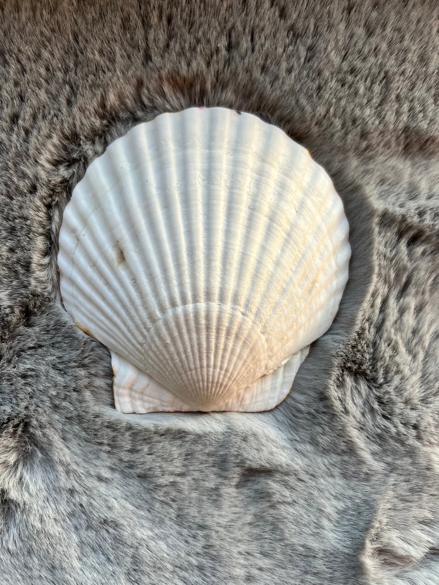 Shell Trinket dish - Tropical Leaves