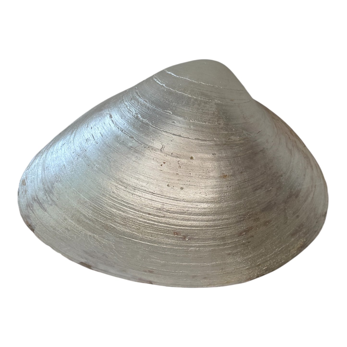 Natural Clam Shell Trinket Dish, Coastal Home Decor - Market Bloom
