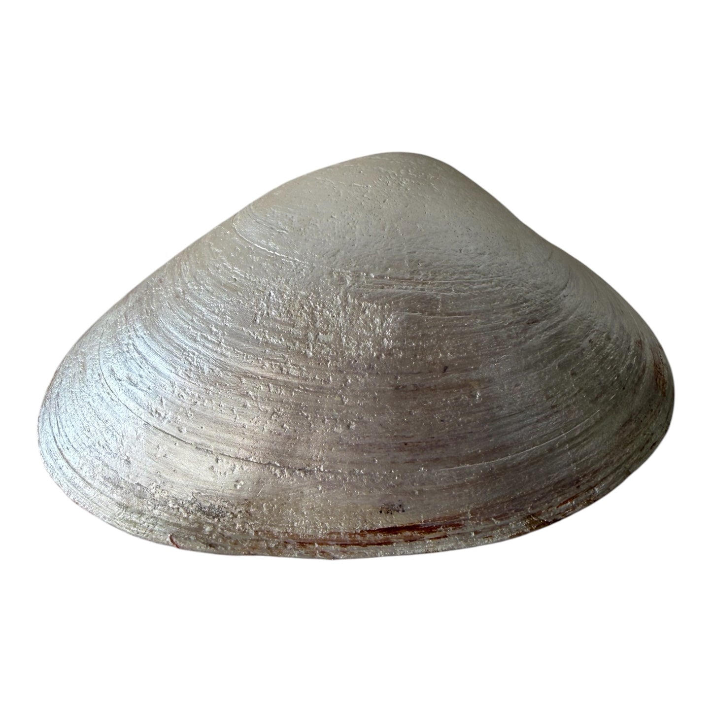Natural Clam Shell Trinket Dish, Coastal Home Decor - Garden Rose