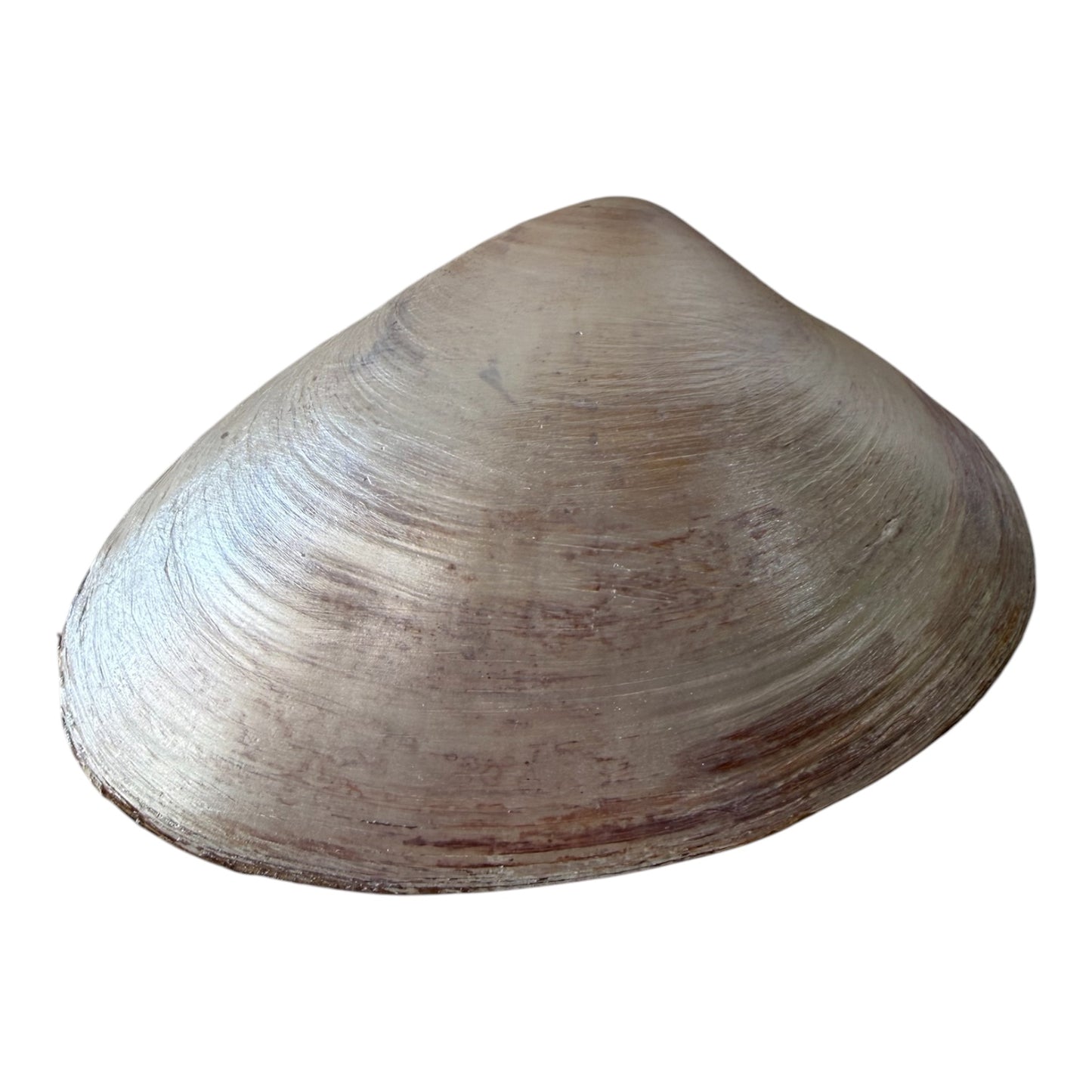 Natural Clam Shell Trinket Dish, Coastal Home Decor - Tropical Garden