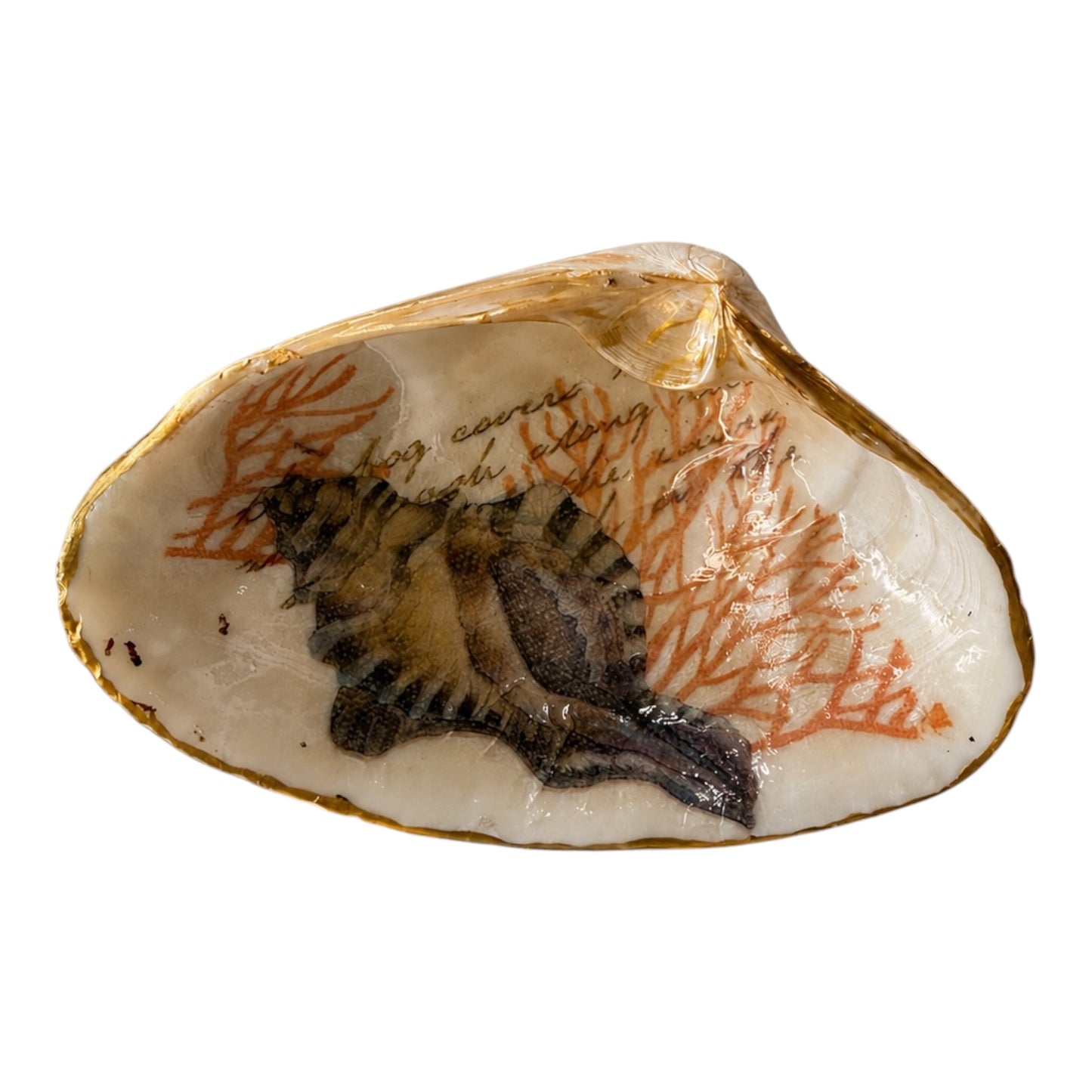 Natural Clam Shell Trinket Dish, Coastal Home Decor - Coral & Conch