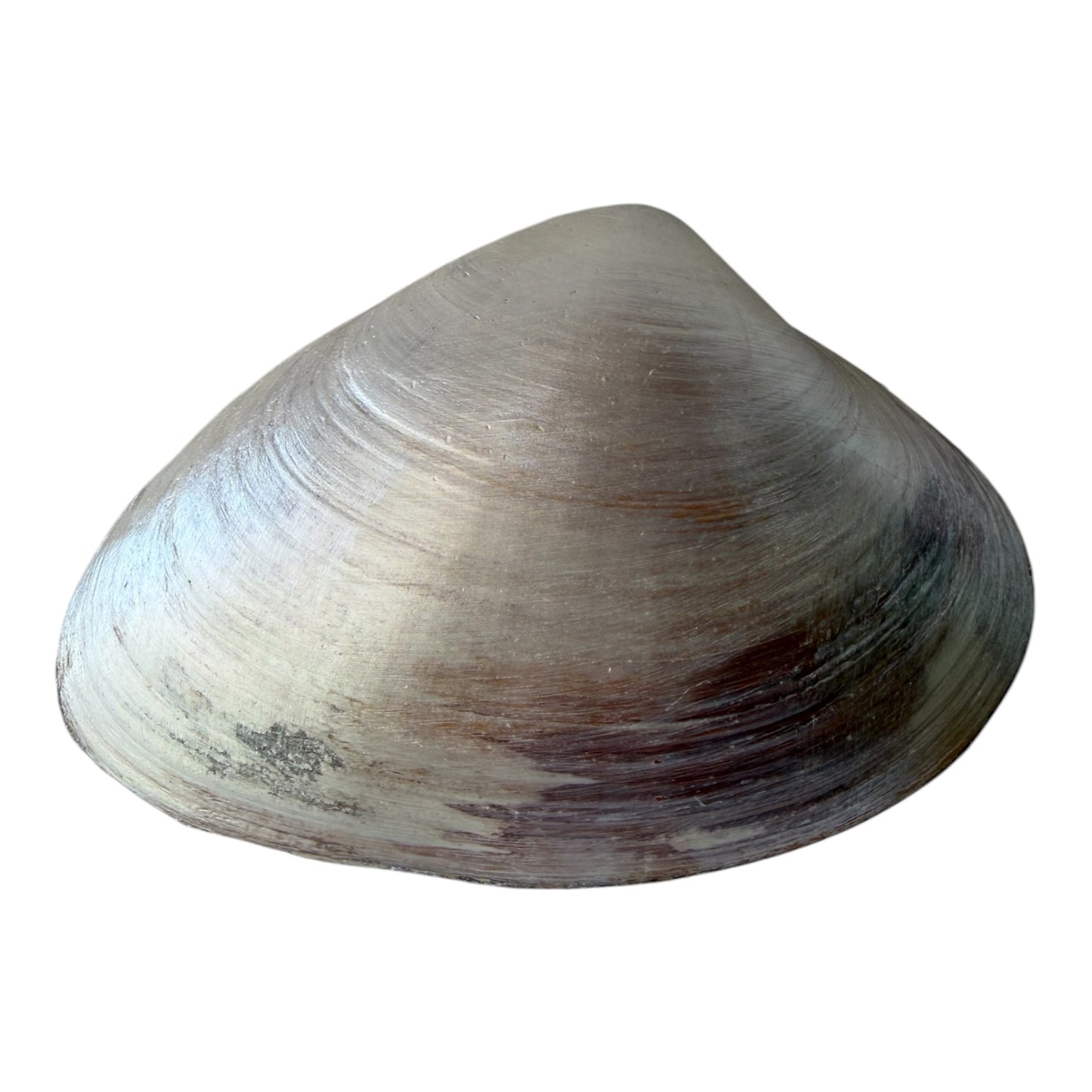 Natural Clam Shell Trinket Dish, Coastal Home Decor - Blue Butterfly Meadow