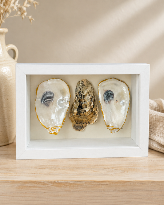 Pearl & Gold Oyster Shell Shadowbox