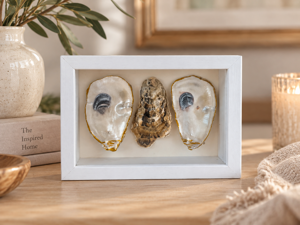 Pearl & Gold Oyster Shell Shadowbox